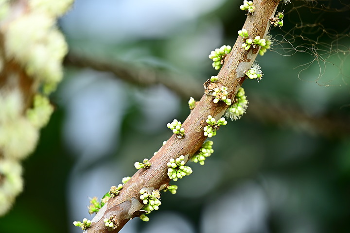 樹葡萄開了花結了果，開花吸引著蜜蜂，結果吸引著綠繡眼與白頭翁。