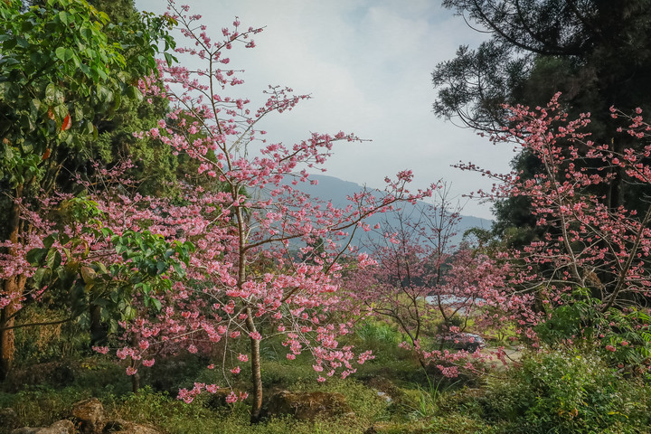 點我看大圖 阿里山櫻之道、奮起湖老街,深山處遇見滿開櫻花的露營區
