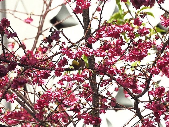 清真寺、夏慕思清真手作、永康街商圈、青田街日式建築群、溫州街蘿蔔絲餅 — 臺北市區半天小旅行