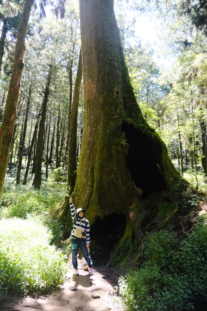 點我看大圖 【水山巨木步道 】一條結合阿里山森林鐵道文化與探訪千年水山巨木的步道