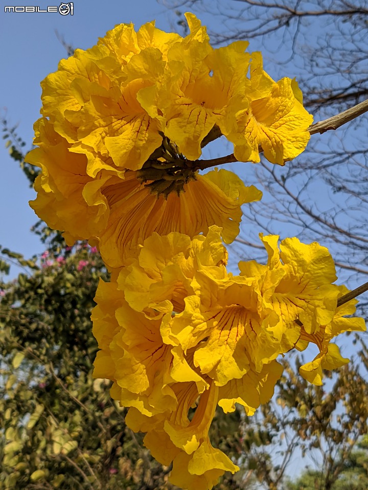 黃花風鈴木 台南市永康區忠孝路 02/26
