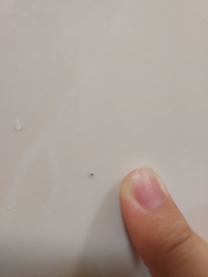 浴室出現的蟲蟲請益