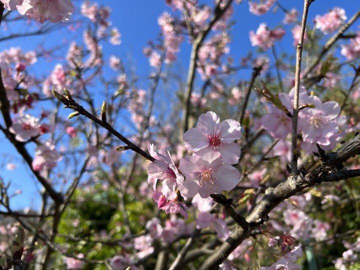 春節 / 走春 , 花燈 / 櫻花 !