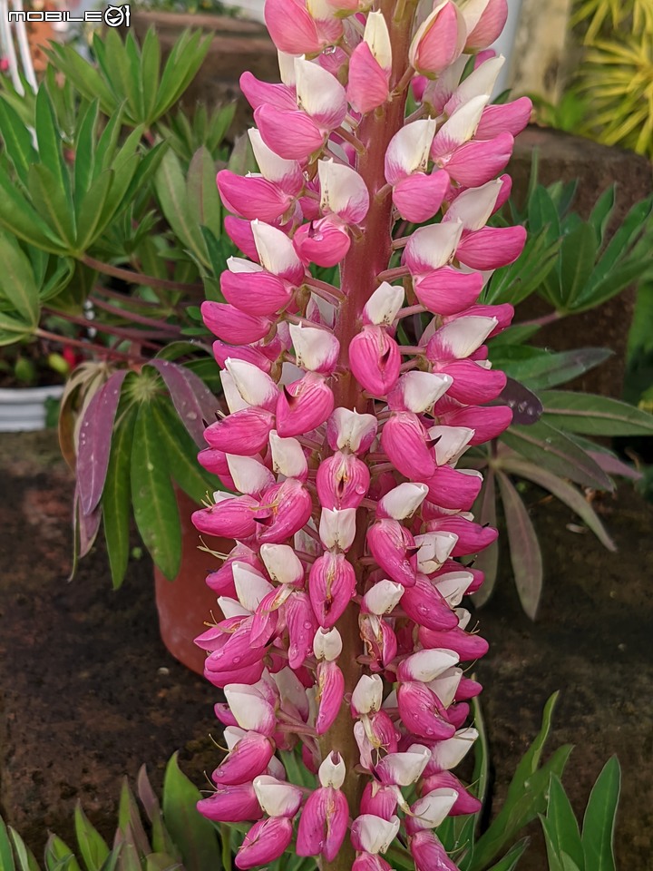 魯冰花 台南市歸仁區七甲花卉中心 02/04
