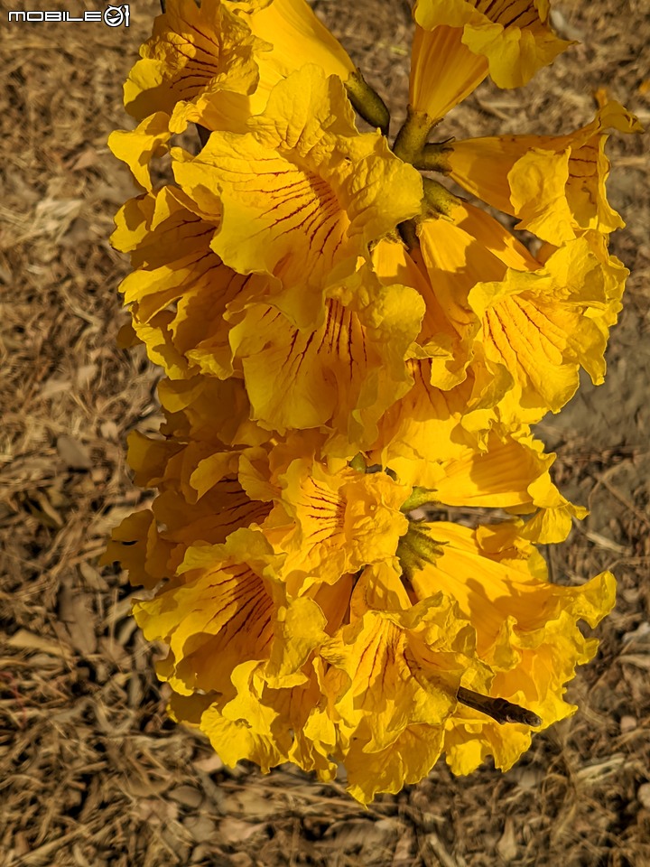 黃花風鈴木 台南市永康區忠孝路 02/26