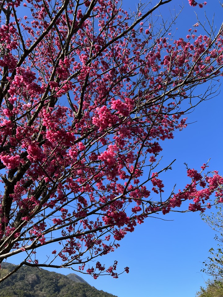 春節 / 走春 , 花燈 / 櫻花 !