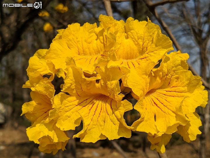 黃花風鈴木 台南市永康區忠孝路 02/26