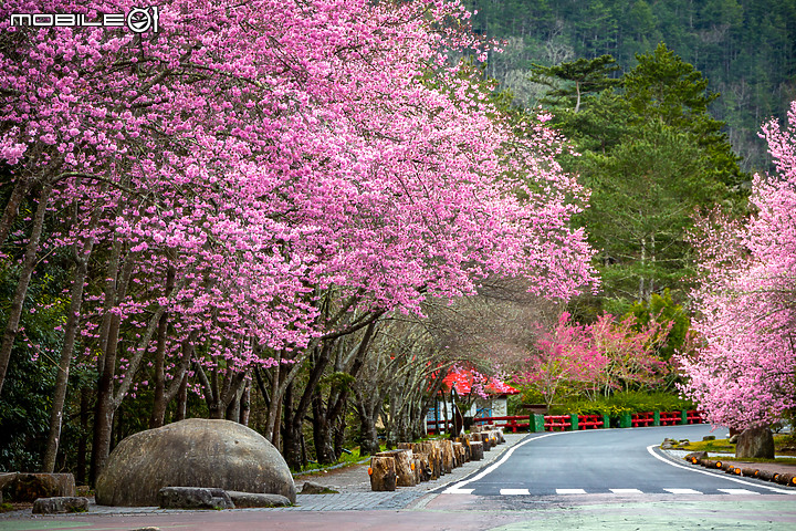櫻花 | 武陵農場 | 兩天兩夜攝影之旅