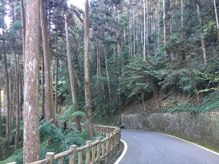 桃源賞櫻、順遊藤枝國家森林遊樂區