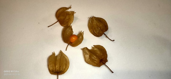 請問這是什麼花的花苞？