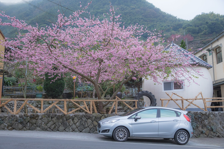 點我看大圖 阿里山櫻之道、奮起湖老街,深山處遇見滿開櫻花的露營區