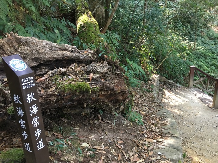 桃源賞櫻、順遊藤枝國家森林遊樂區