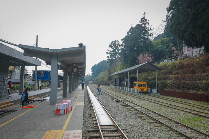 點我看大圖 阿里山櫻之道、奮起湖老街,深山處遇見滿開櫻花的露營區