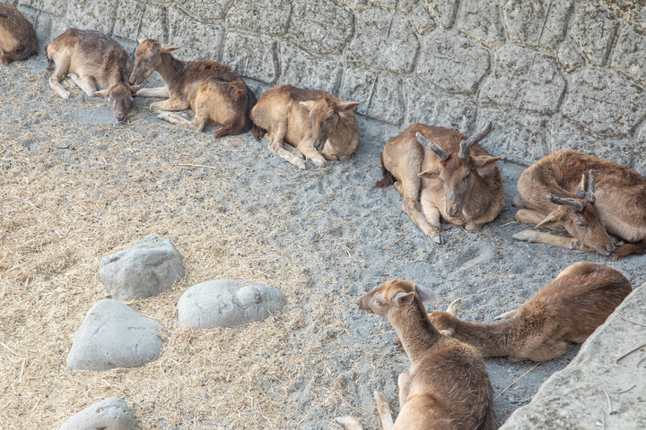點我看大圖 壽山動物園|童年記憶的起點