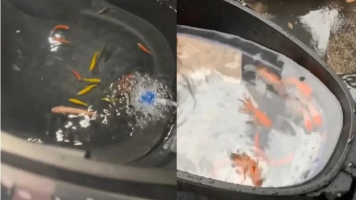 機車車箱內養魚!