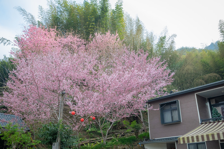 點我看大圖 阿里山櫻之道、奮起湖老街,深山處遇見滿開櫻花的露營區