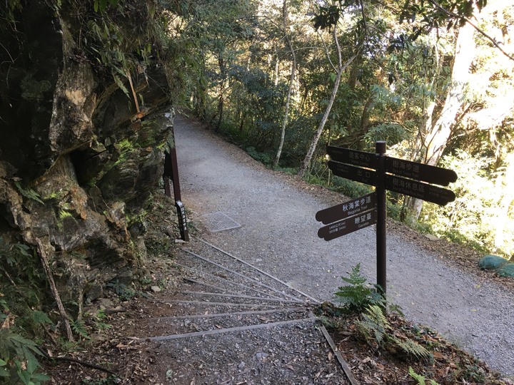 桃源賞櫻、順遊藤枝國家森林遊樂區