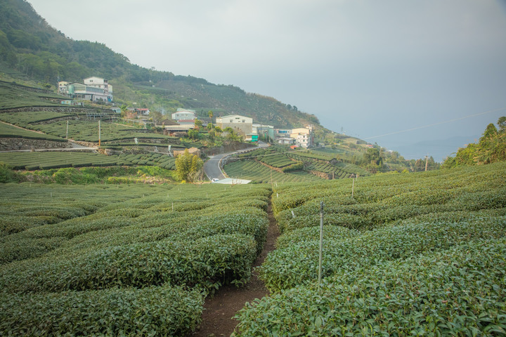 點我看大圖 阿里山櫻之道、奮起湖老街,深山處遇見滿開櫻花的露營區