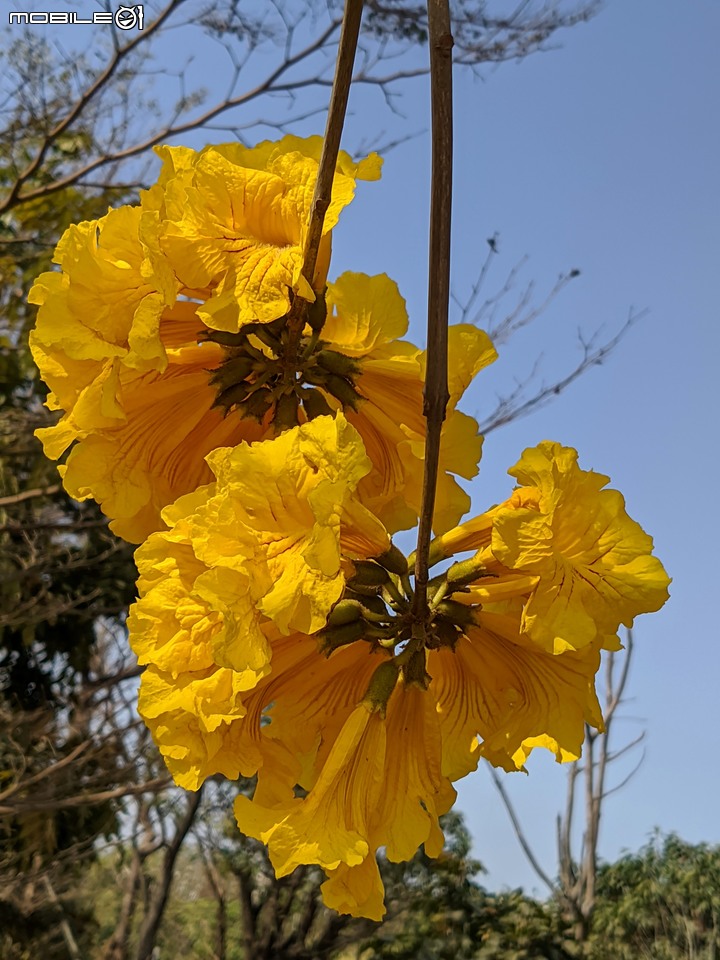 黃花風鈴木 台南市永康區忠孝路 02/26