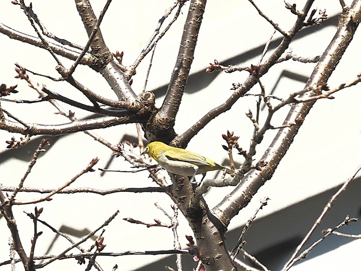 清真寺、夏慕思清真手作、永康街商圈、青田街日式建築群、溫州街蘿蔔絲餅 — 臺北市區半天小旅行