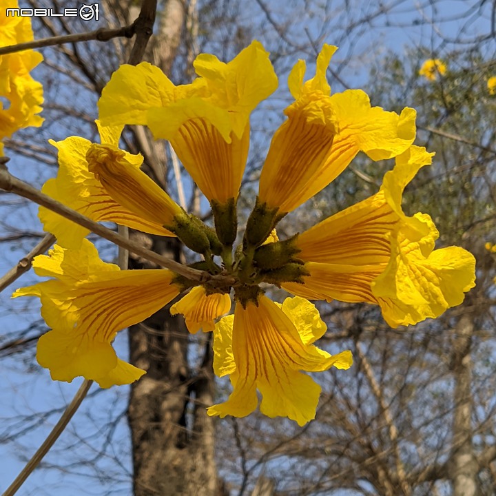 黃花風鈴木 台南市永康區忠孝路 02/26