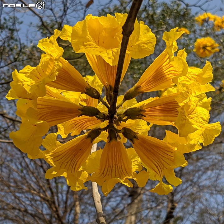 黃花風鈴木 台南市永康區忠孝路 02/26