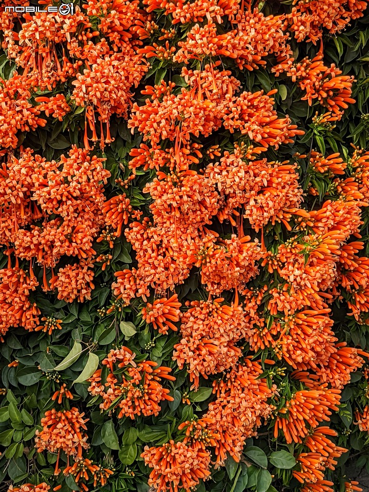 炮仗花 台南市佳里區佳里中山公園 02/05