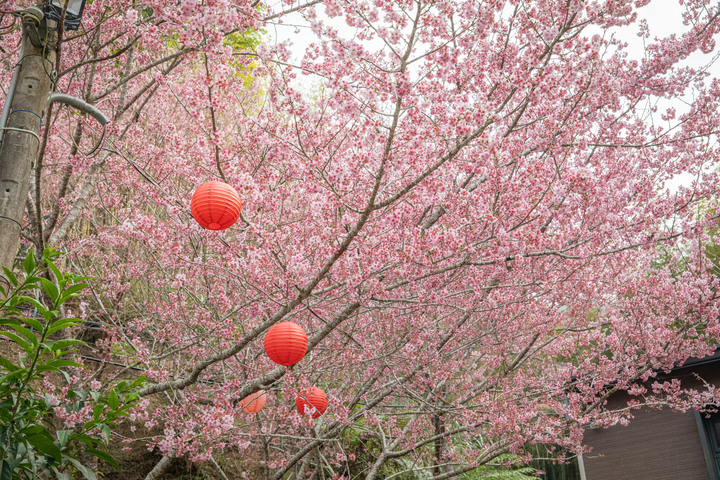 點我看大圖 阿里山櫻之道、奮起湖老街,深山處遇見滿開櫻花的露營區