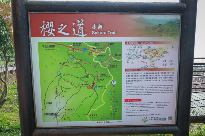 點我看大圖 阿里山櫻之道、奮起湖老街,深山處遇見滿開櫻花的露營區