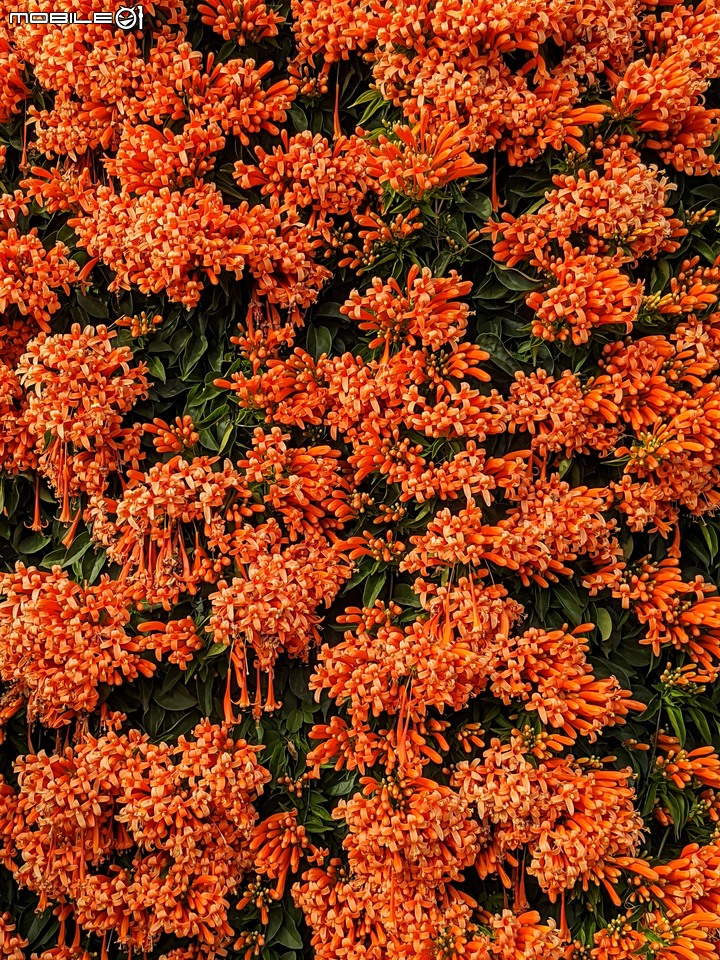 炮仗花 台南市佳里區佳里中山公園 02/05