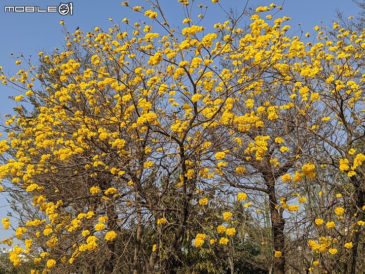 黃花風鈴木 台南市永康區忠孝路 02/26