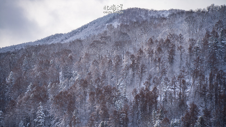 ++ OhYa ++ 北海道。冬季戀歌