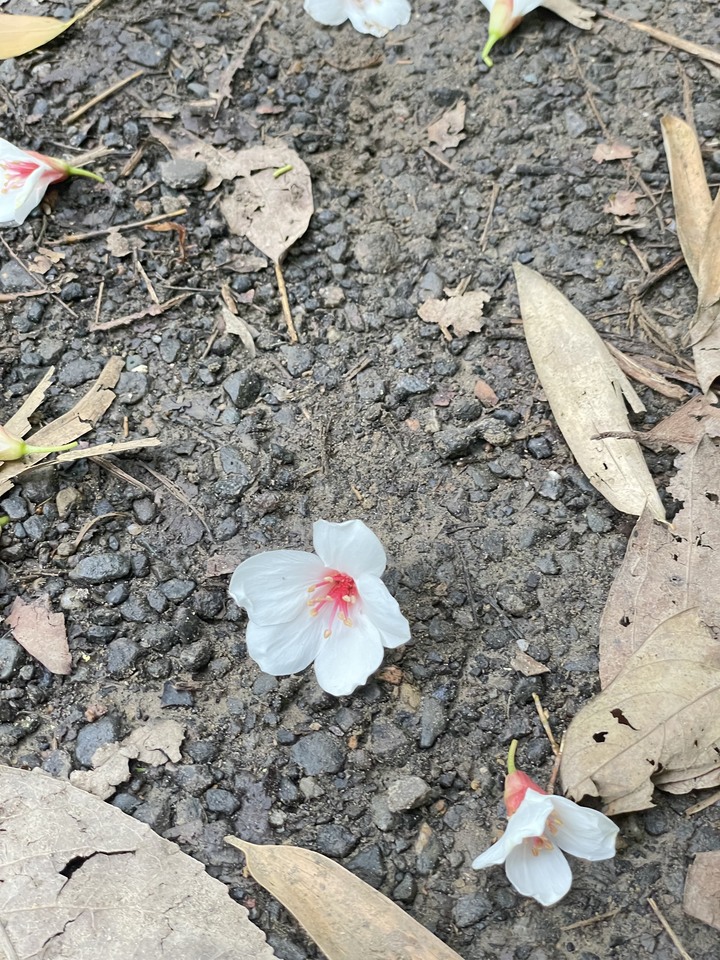 台北哪裡看雲海？二格山