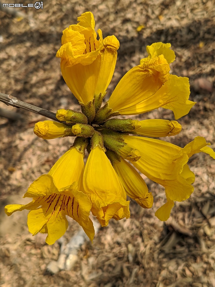 黃花風鈴木 台南市永康區忠孝路 02/26