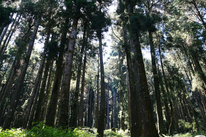 點我看大圖 【水山巨木步道 】一條結合阿里山森林鐵道文化與探訪千年水山巨木的步道
