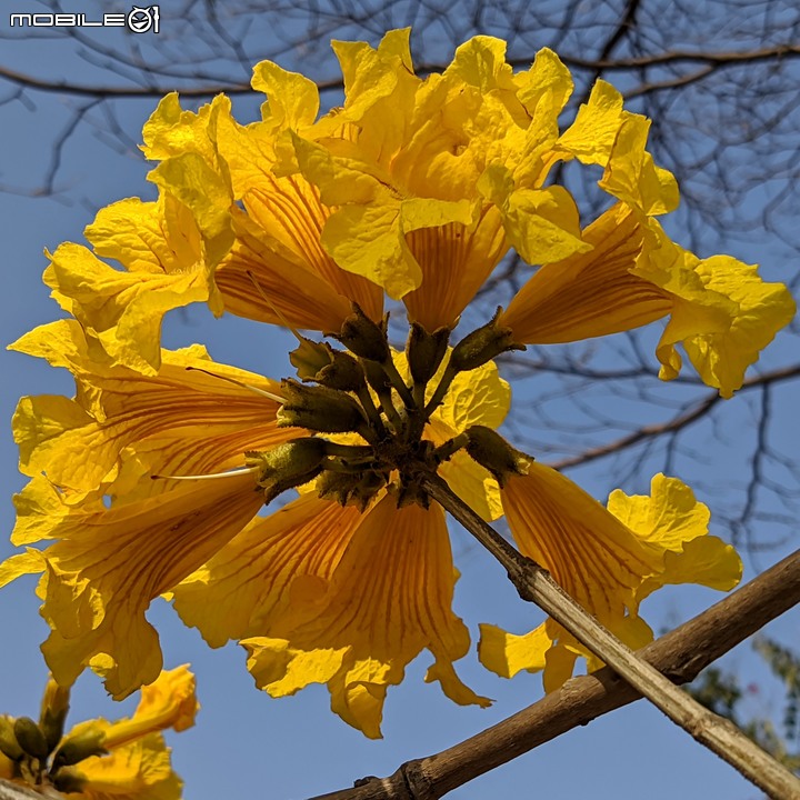 黃花風鈴木 台南市永康區忠孝路 02/26