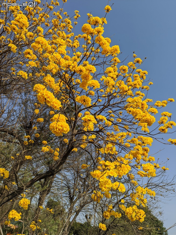 黃花風鈴木 台南市永康區忠孝路 02/26