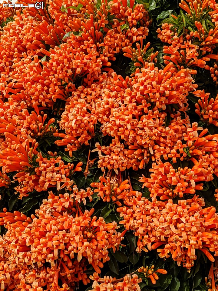 炮仗花 台南市佳里區佳里中山公園 02/05