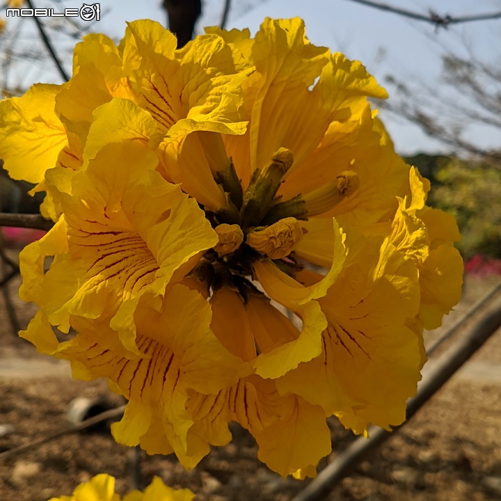 黃花風鈴木 台南市永康區忠孝路 02/26