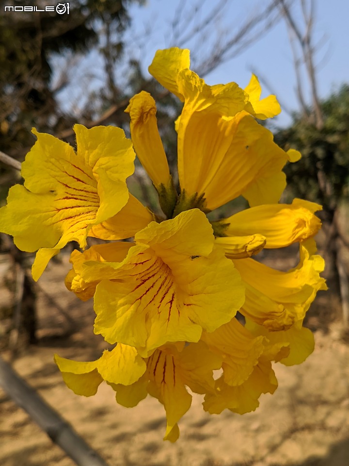 黃花風鈴木 台南市永康區忠孝路 02/26