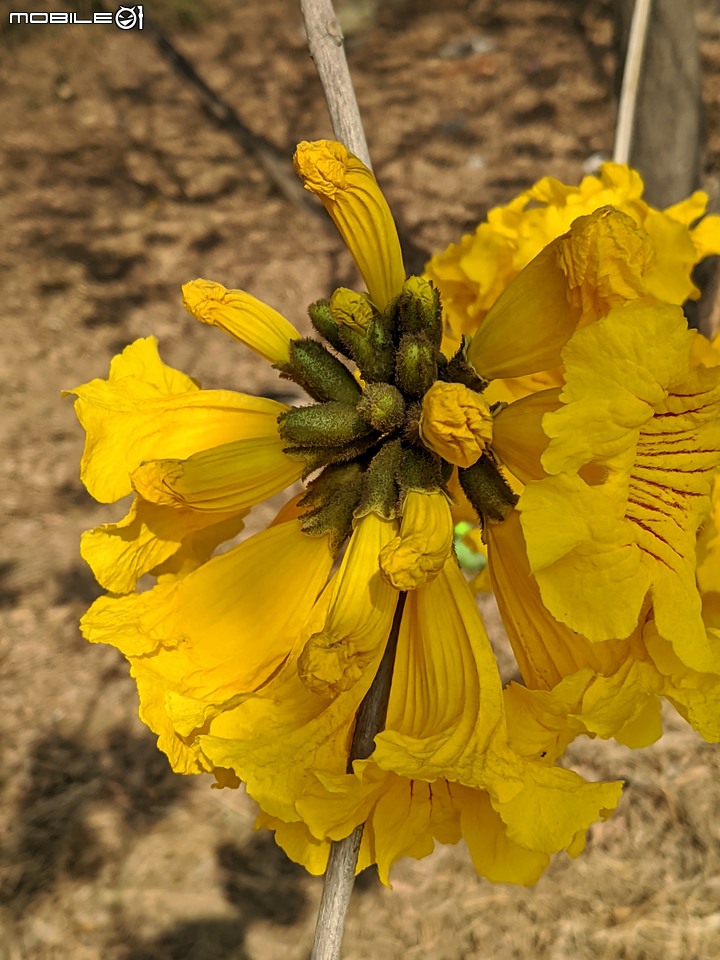黃花風鈴木 台南市永康區忠孝路 02/26