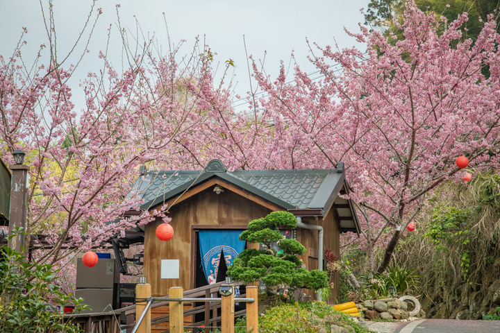 點我看大圖 阿里山櫻之道、奮起湖老街,深山處遇見滿開櫻花的露營區