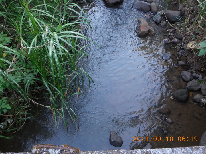 北海岸淡水的小山溪(野溪的溪流蝦)