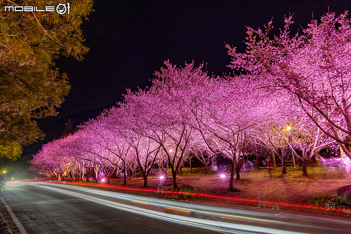 櫻花 | 武陵農場 | 兩天兩夜攝影之旅