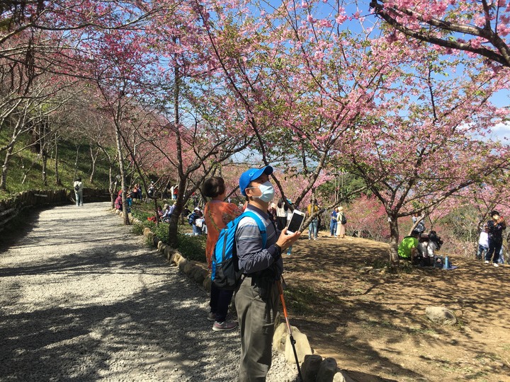 桃源賞櫻、順遊藤枝國家森林遊樂區