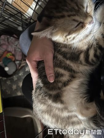 新認養的貓貓「突然找人抱著睡」奴才被黏住了：你才來5天欸