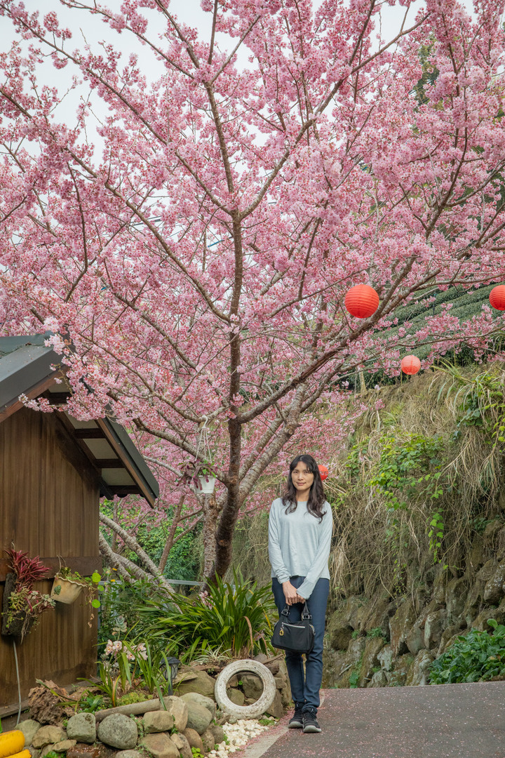點我看大圖 阿里山櫻之道、奮起湖老街,深山處遇見滿開櫻花的露營區