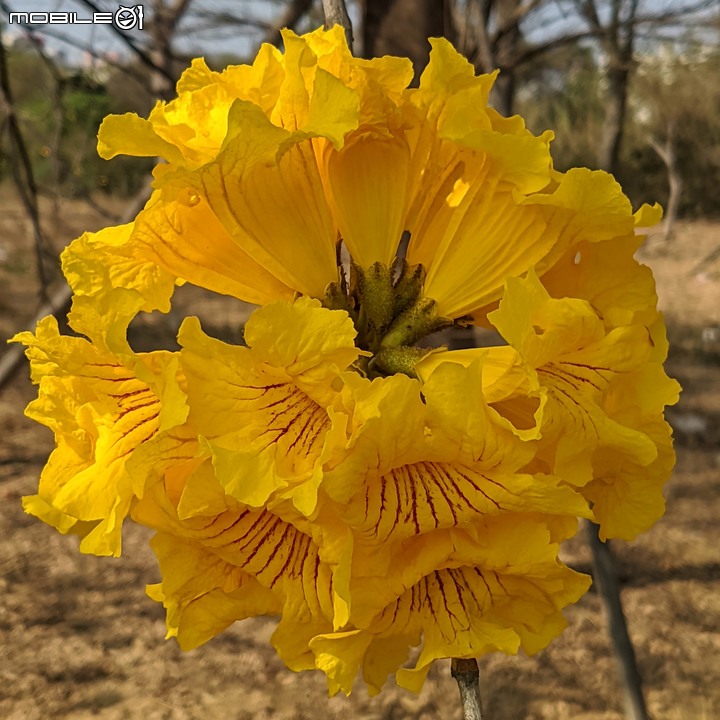 黃花風鈴木 台南市永康區忠孝路 02/26