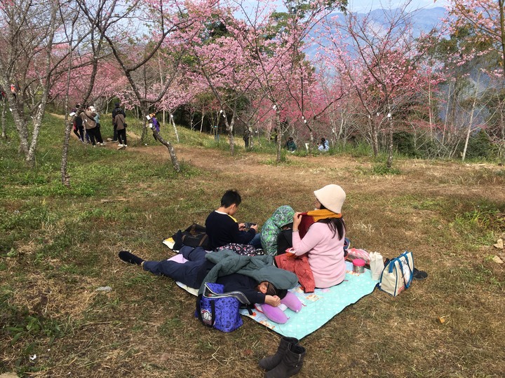 桃源賞櫻、順遊藤枝國家森林遊樂區