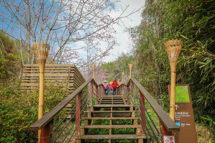 點我看大圖 阿里山櫻之道、奮起湖老街,深山處遇見滿開櫻花的露營區